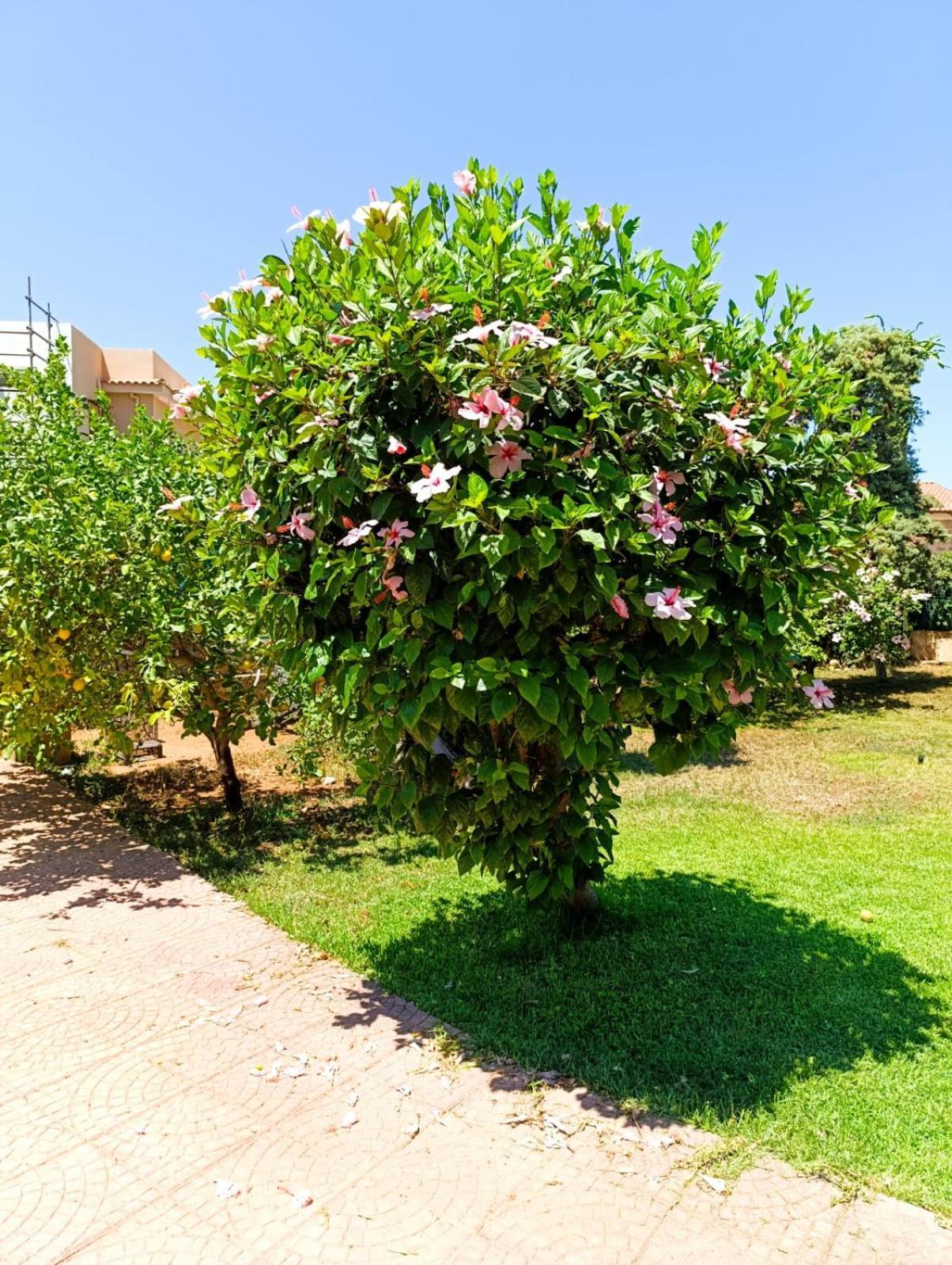 Garden House Mondello Palermo Villa Exterior foto