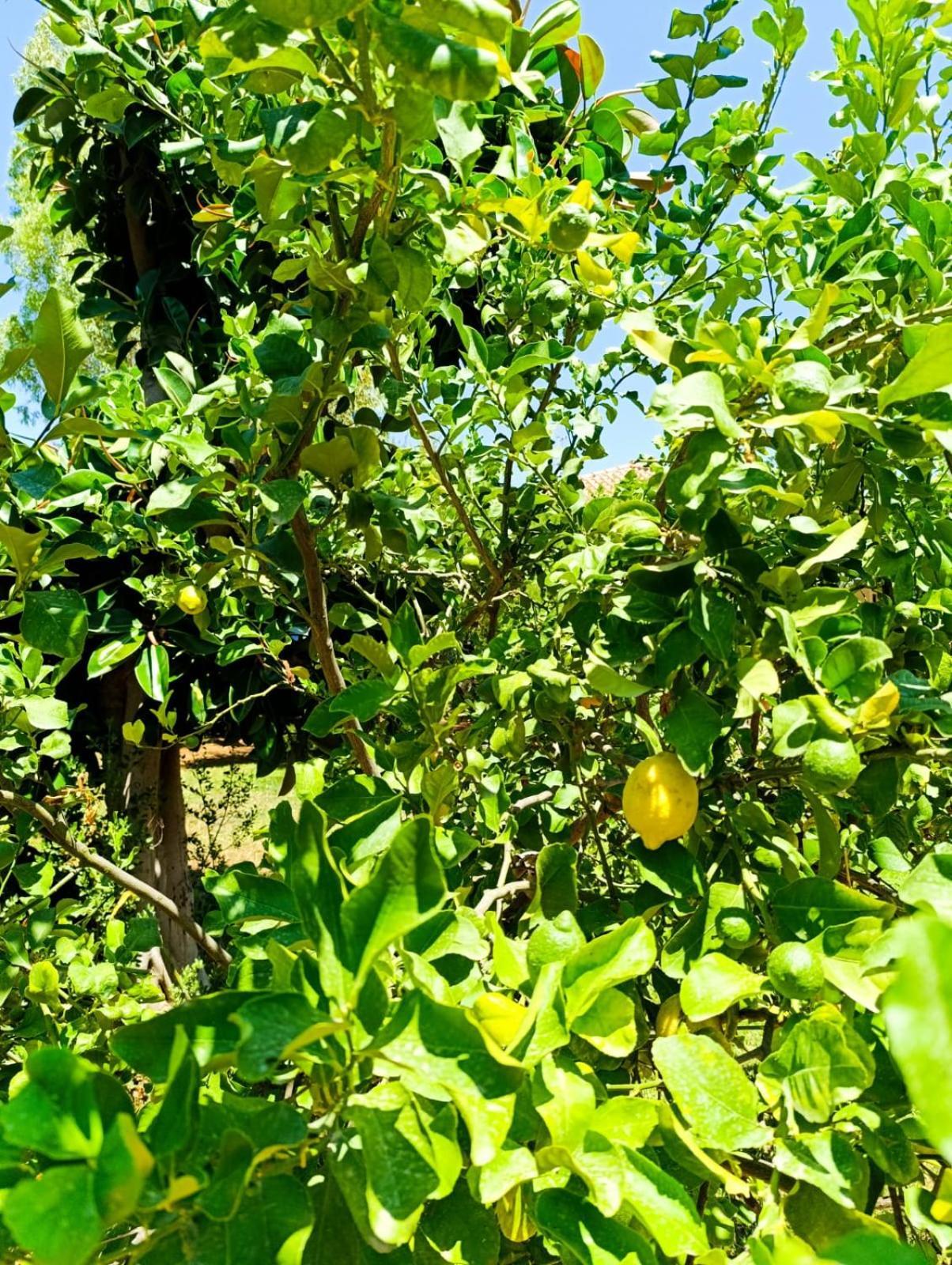 Garden House Mondello Palermo Villa Exterior foto